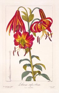 American Turkscap Lily, 1836